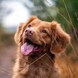 A red-brown dog closup