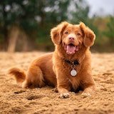 A red-brown dog on sand