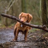 A red-brown dog holding a branch in mouth